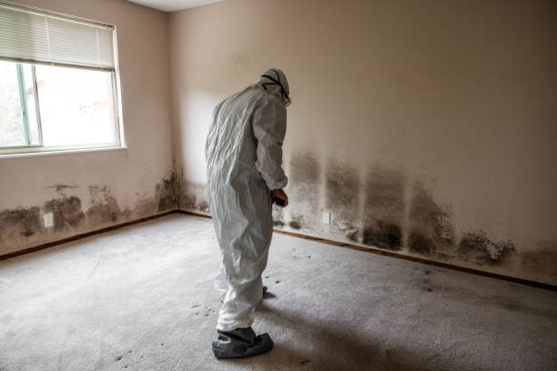 Best Attic Mold Removal  in Adamstown, PA